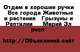 Отдам в хорошие ручки - Все города Животные и растения » Грызуны и Рептилии   . Марий Эл респ.